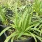 Mobile Preview: Agapanthus hybridus - Schmucklilie