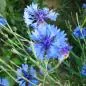 Preview: Centaurea cyanus - Kornblume 'blauer Junge'