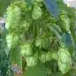 Mobile Preview: Humulus lupulus 'Cascade'- Aromahopfen