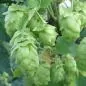 Mobile Preview: Humulus lupulus 'Cascade'- Aromahopfen