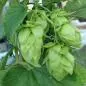 Mobile Preview: Humulus lupulus 'Fuggle' - Aromahopfen
