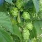 Preview: Humulus lupulus 'Hüll Melon' - Aromahopfen