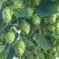Preview: Humulus lupulus 'Mandarina Bavaria' - Aromahopfen