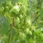 Preview: Humulus lupulus 'Opal' - Aromahopfen