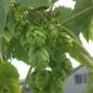 Mobile Preview: Humulus lupulus 'Spalter Select' - Aromahopfen
