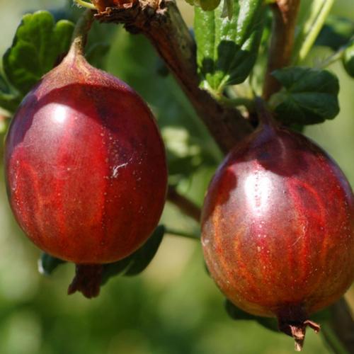 Preview: Achilles - Stachelbeere PSR