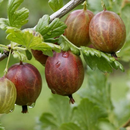 Preview: Achilles - Stachelbeere PSR