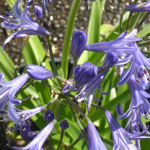 Preview: Agapanthus hybridus - Schmucklilie