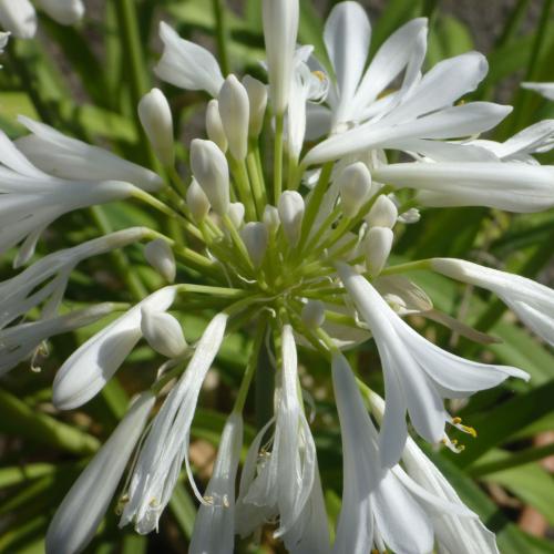 Preview: Agapanthus hybridus - Schmucklilie