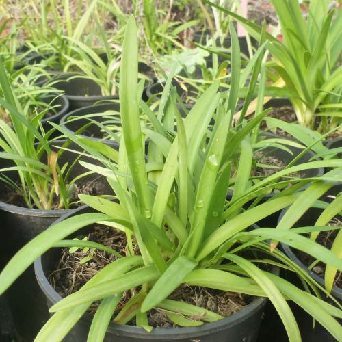 Preview: Agapanthus hybridus - Schmucklilie