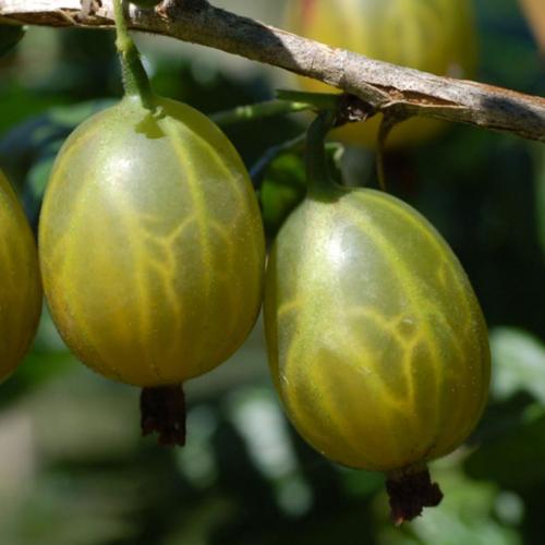 Preview: Albions Pride - Stachelbeere PSR