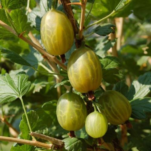 Preview: Albions Pride - Stachelbeere PSR