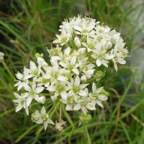 Allium tuberosum - Schnittknoblauch