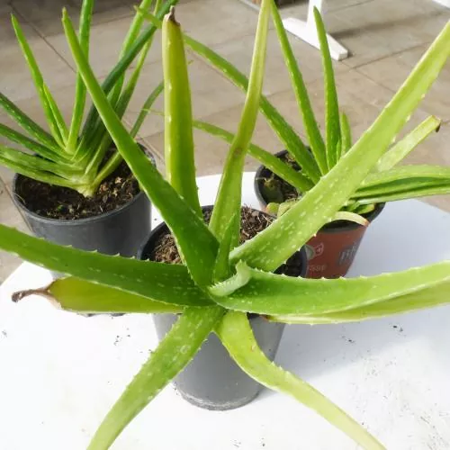 Aloe vera - Echte Aloe