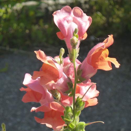 Preview: Antirrhinum majus - Löwenmäulchen