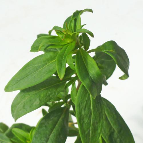 Preview: Antirrhinum majus - Löwenmäulchen