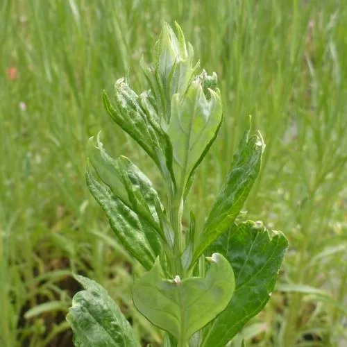Artemisia douglasiana - Moxakraut