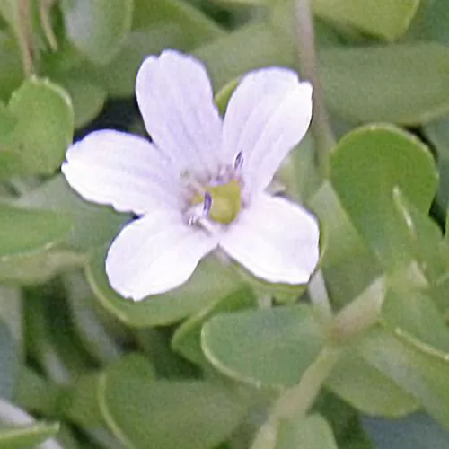 Bacopa monnieri - Kleines Fettblatt, Brahmi, Gedächtnispflanze