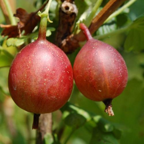 Preview: Captivator - Stachelbeere PSR