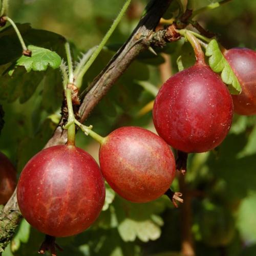 Preview: Captivator - Stachelbeere PSR