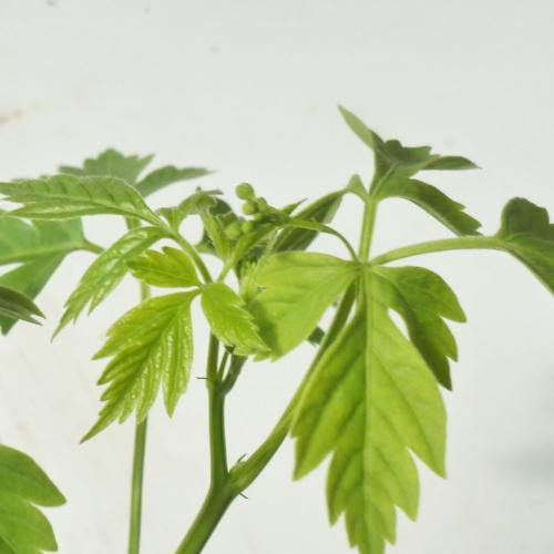 Cardiospermum halicacabum Ballonwein von oMioBio