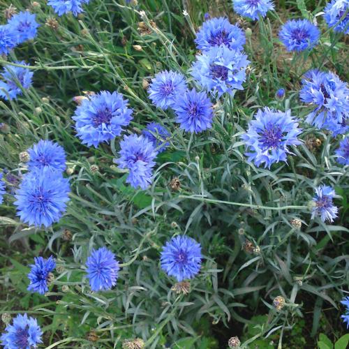 Preview: Centaurea cyanus - Kornblume 'blauer Junge'