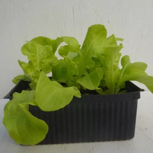 Bio-Eichblattsalat grün