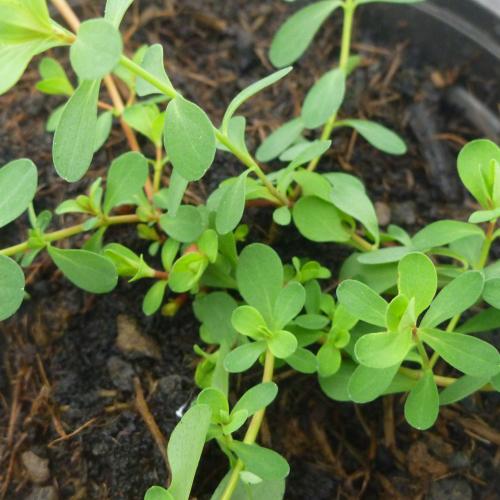 Preview: Hypericum perforatum - Johanniskraut