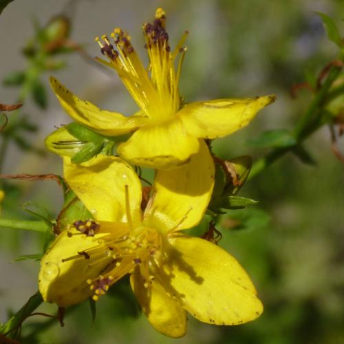Preview: Hypericum perforatum - Johanniskraut