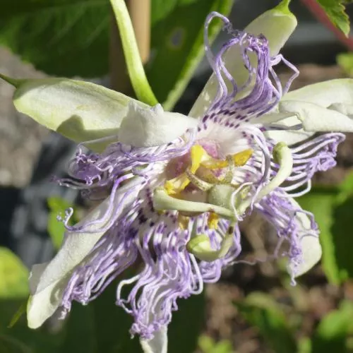 Passiflora incarnata - Passionsblume