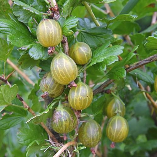 Preview: Runde Gelbe - Stachelbeere PSR