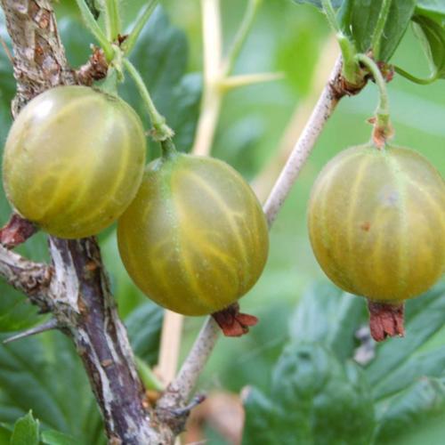 Preview: Runde Gelbe - Stachelbeere PSR