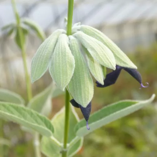 Salvia discolor - Peruanischer Salbei