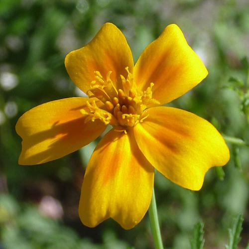 Preview: Tagetes tenuifolia - Mandarinengewürztagetes