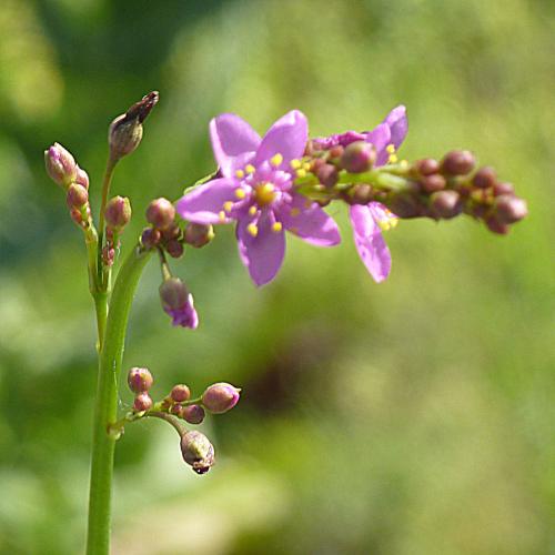 Preview: Talinum paniculatum - Erdginseng