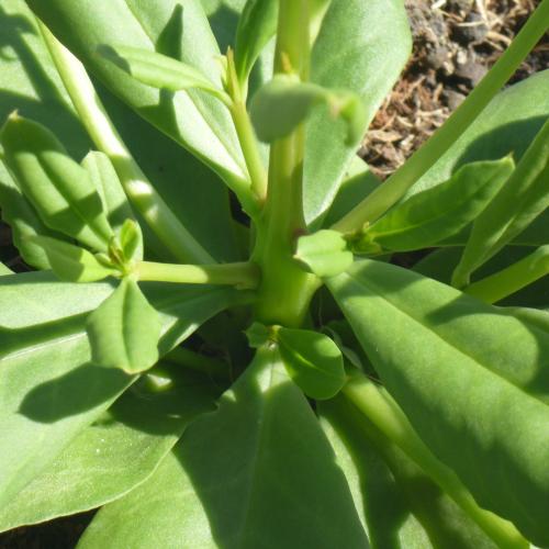 Preview: Talinum paniculatum - Erdginseng