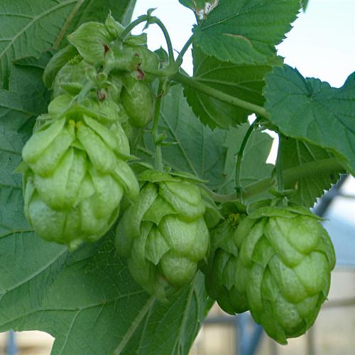 Preview: 'Bramling Cross' - Aromahopfen
