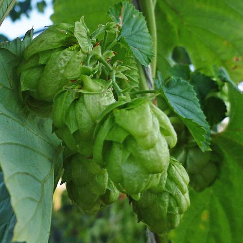 Preview: Humulus lupulus 'Bramling Cross' - Aromahopfen