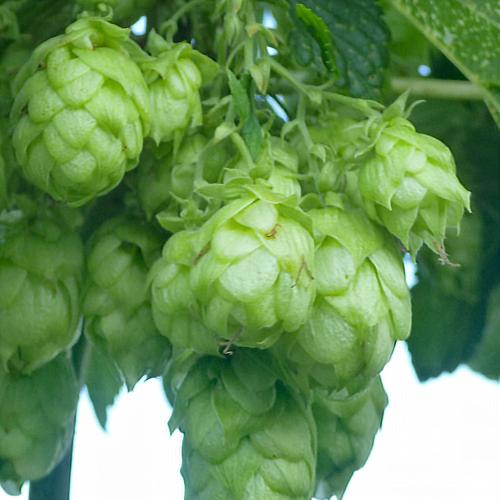 Preview: 'Callista' - Aromahopfen