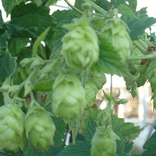 Preview: Humulus lupulus 'Callista' - Aromahopfen