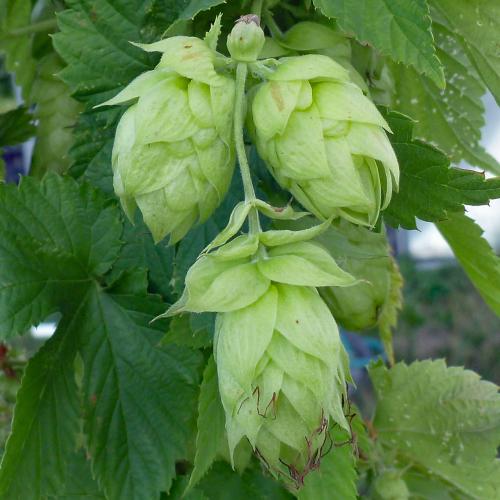 Preview: 'Comet' - Aroma- und Bitterhopfen