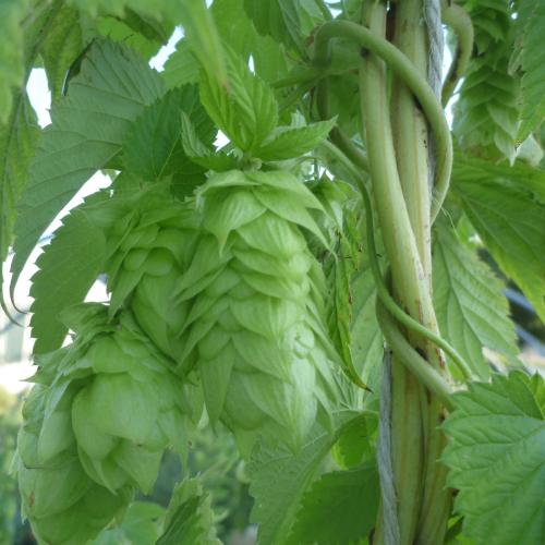 Preview: Humulus lupulus 'Comet' - Aroma- und Bitterhopfen