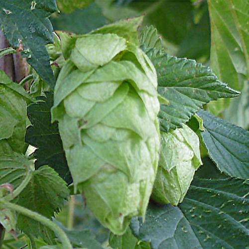 Preview: 'Hallertauer Bitter' - Bitterhopfen