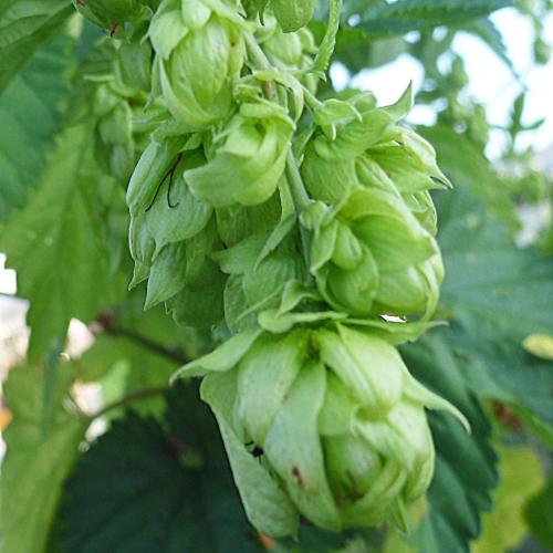 Preview: 'Hersbrucker' - Aromahopfen