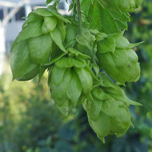 Preview: Humulus lupulus 'Hersbrucker' - Aromahopfen