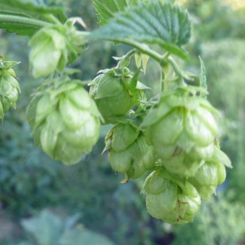 Preview: 'Hersbrucker Pure' - Aromahopfen