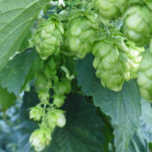 Preview: Humulus lupulus 'Hersbrucker Pure' - Aromahopfen