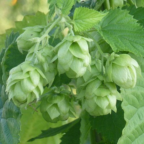 Preview: 'Kent Golding' - Aromahopfen