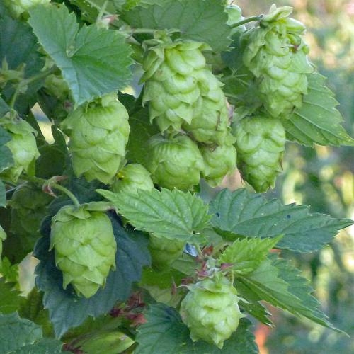 Preview: 'Mandarina Bavaria' - Aromahopfen