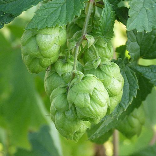 Preview: 'Opal' - Aromahopfen